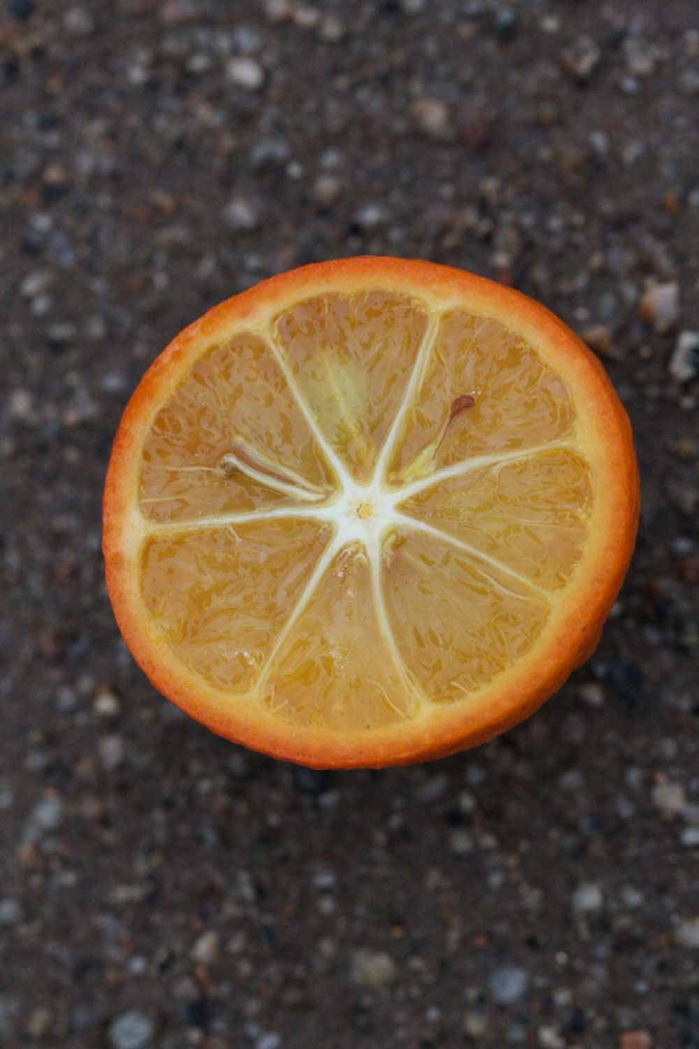              Fruit cross-section of  Citrus  x  georgiana         (Sinton, Riverside, CA)       